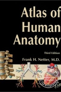 Атлас анатомии человека, Ф. Неттер, 2003 г. 