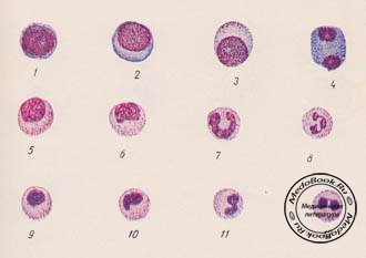 Изображение клеток лейкоцитарного ряда