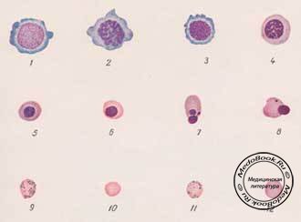 Клетки эритроцитарного ряда