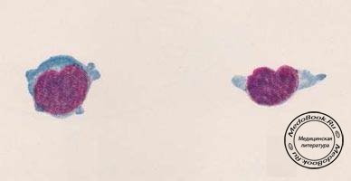 Лимфоидно-ретикулярные клетки