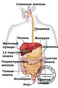 Симптомы поздней стадии стронгилоидоза: Органы пищеварения