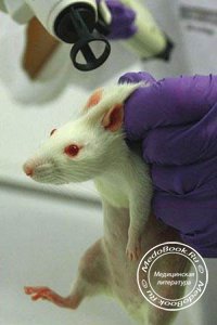 Клинико-анатомическая картина и терапия экспериментального стронгилоидоза животных
