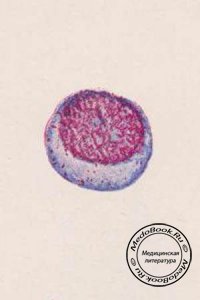 Лейкобласт - миелобласт по Негели: Клетки лейкоцитарного ряда