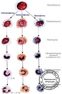 Миелоциты: Клетки лейкоцитарного ряда