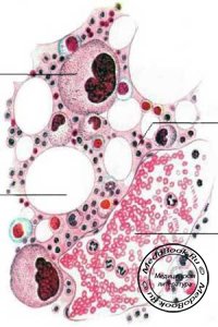 Мегакариоциты - гигантские клетки костного мозга: Клетки лейкоцитарного ряда