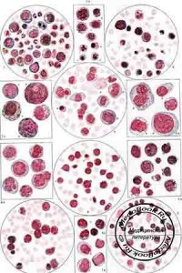 Лимфобласты и лимфоциты: Клетки лимфоцитарного ряда