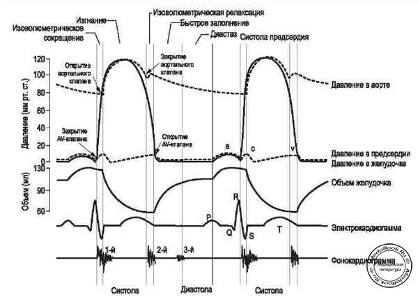Этапы и стадии миокардиального цикла