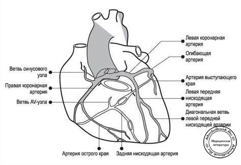 Коронарные артерии