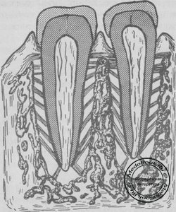 Схема расположения пучков коллагеновых волокон в различных отделах периодонта [Sicher, Tander, 1928]