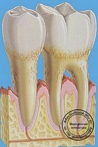 Морфология периодонта зубов: Часть 7