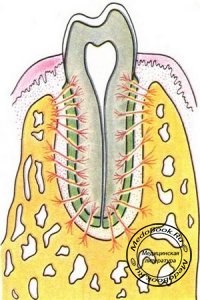 Строение зубных альвеол