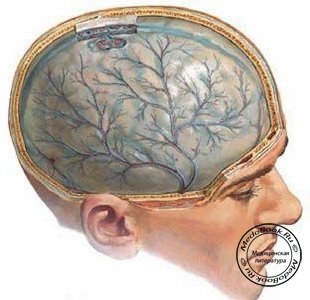 Расположение оболочек головного мозга