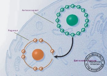Процесс взаимодействия антиоксидантов и активных свободных радикалов в цитозоле клетки