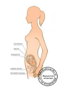 Особенности женского организма на 21 неделе беременности