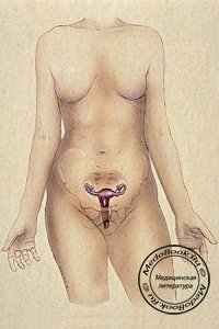 Эмбриогенез тела матки и эндометрия