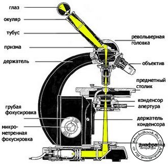 Строение стандартного микроскопа
