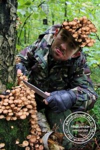 Правила безопасности при сборе грибов