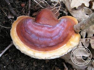 Ganoderma lucidum (гриб «Линчжи»)