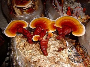 Полезные свойства гриба «Линчжи»