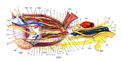 Изображение структур глазницы, пояснение можно найти в пособии «Строение зрительной системы человека»