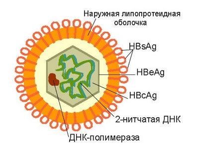 Строение вируса хронического вирусного гепатита В