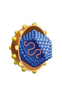 Хронический вирусный гепатит В: этиопатогенез и клиника