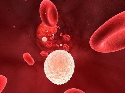 Белые и красные клетки крови