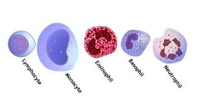 Какие бывают лейкоциты?