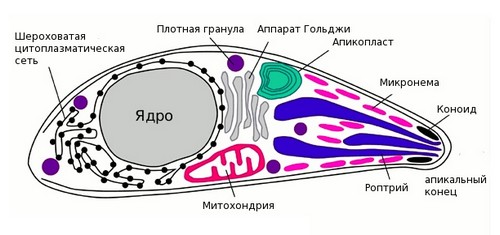 Строение паразита Toxoplasma gondii