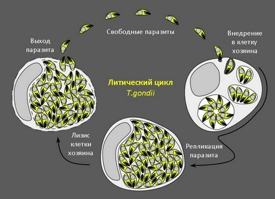 Литический жизненный цикл Toxoplasma gondii