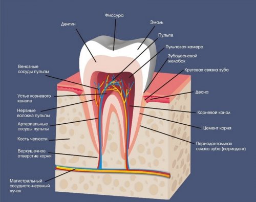 Строение зуба в норме