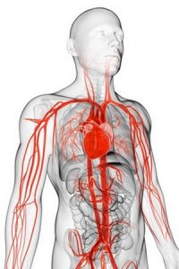 Аномалии подключичных артерий