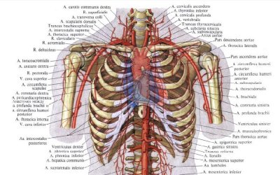 Анатомическое расположение аорты
