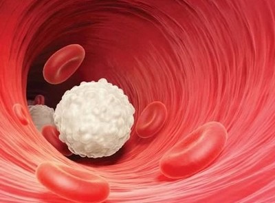 Лейкоциты - белые кровяные тельца