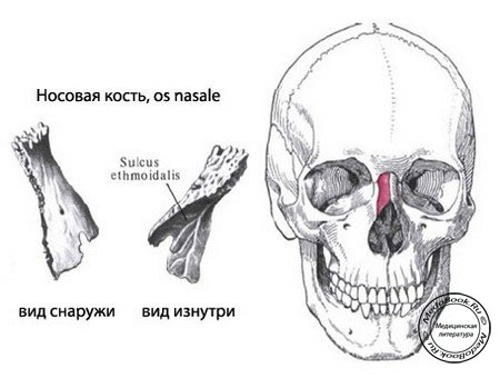 Топографо-анатомическое расположение носовой кости