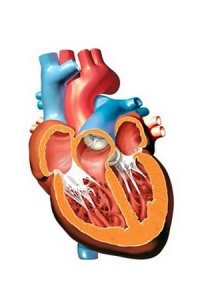 Оценка острой сердечной недостаточности по клинико-физиологическим показателям