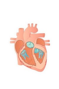 Ферменты в прогнозировании исхода операций по поводу пороков сердца