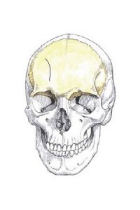 Импрессионный перелом лобной и теменной костей с переломом основания черепа: Рентгенодиагностика