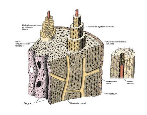Эндост кости - основной источник костеобразования