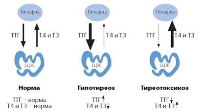 Схема регуляции функции щитовидной железы ТТГ