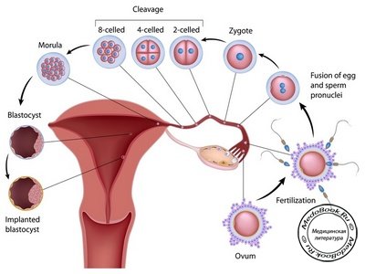 Процесс оплодотворения яйцеклетки сперматозоидом