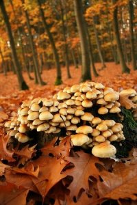 Лекарственные грибы - история и современность