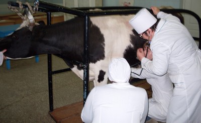 Ветеринары в сельском хозяйстве - первая преграда в распространении антропозоонозов
