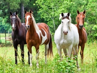 Лошади - источник инфекционных болезней
