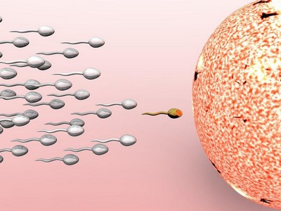 Оплодотворение яйцеклетки сперматозоидами