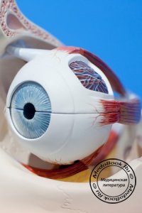 Фонофорез - ультразвуковая терапия заболеваний глаз