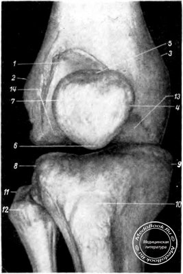 Коленный сустав и надколенник (особенности рентгеновских снимков)