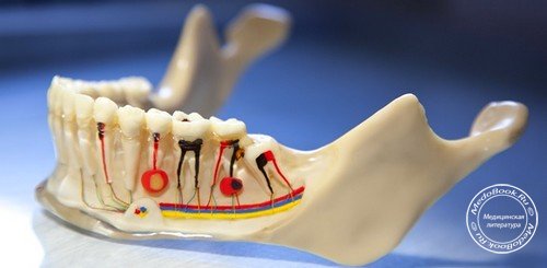 Механизм заживления тканей в стоматологии