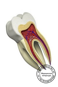 Особенности эндодонтического лечения зубов