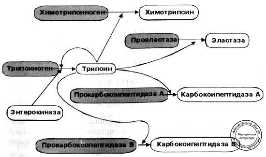 Схема активации панкреатических протеолитических ферментов
